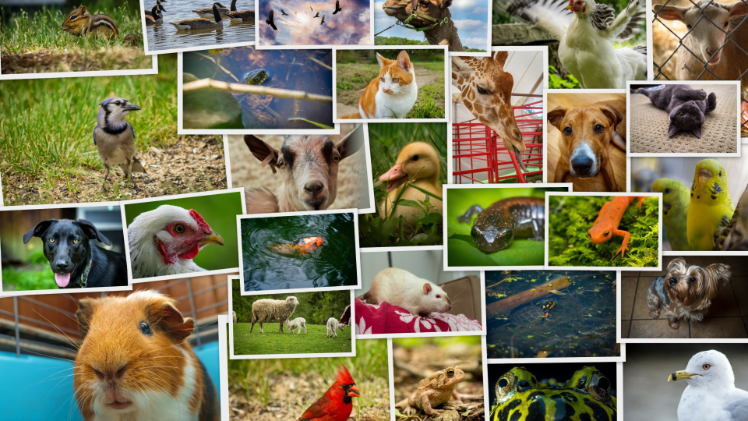 Collage images of various animals